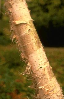 Picture of Betula papyrifera