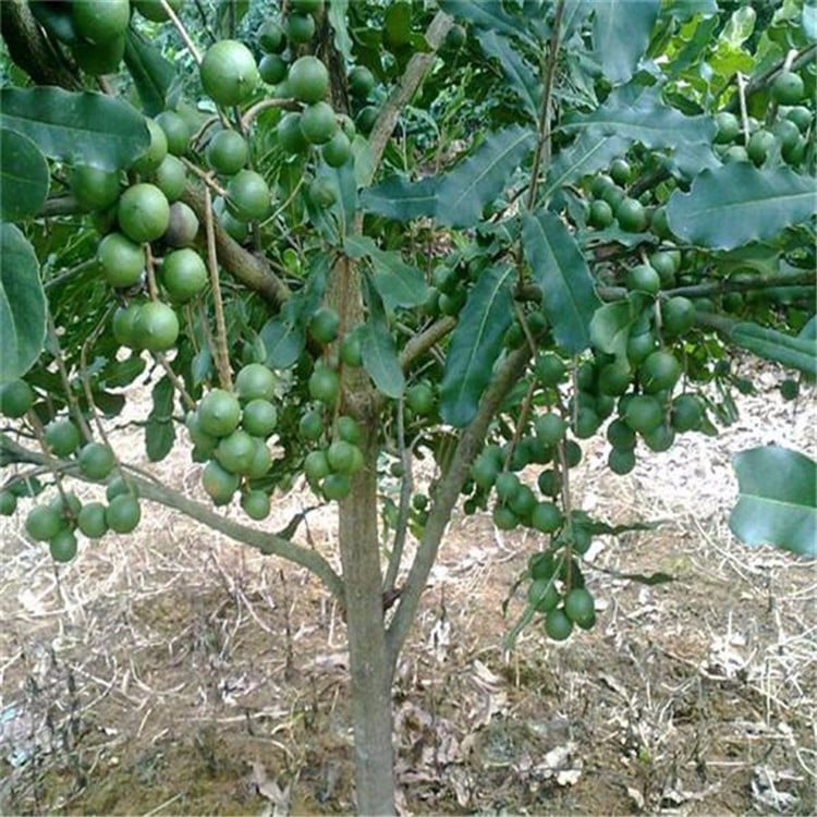 Picture of Macadamia ternifolia