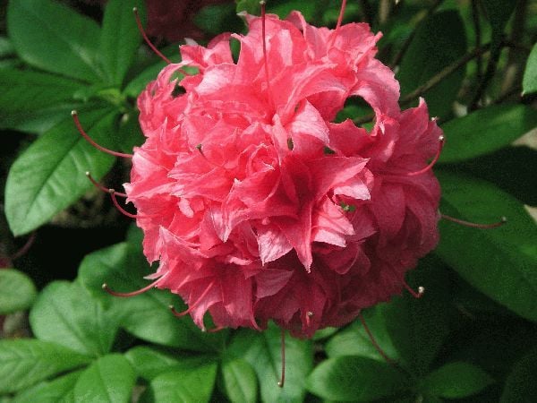 Picture of Rhododendron (AK) 'Homebush'