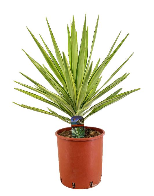 Picture of Yucca jewel