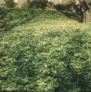 Picture of Pachysandra terminalis