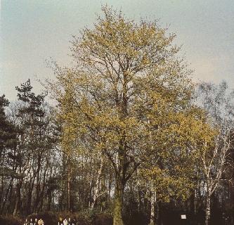 Picture of Acer platanoides