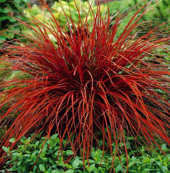 Picture of Uncinia rubra 'Firedance'