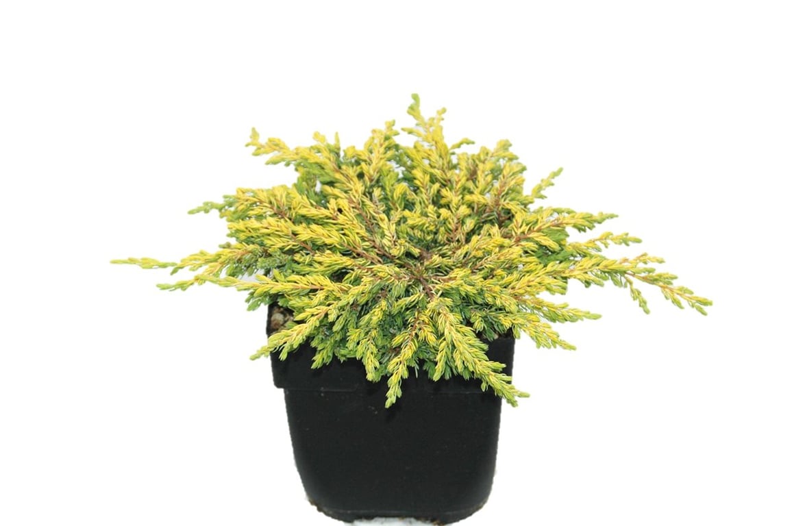 Picture of Juniperus comm. 'Goldschatz'