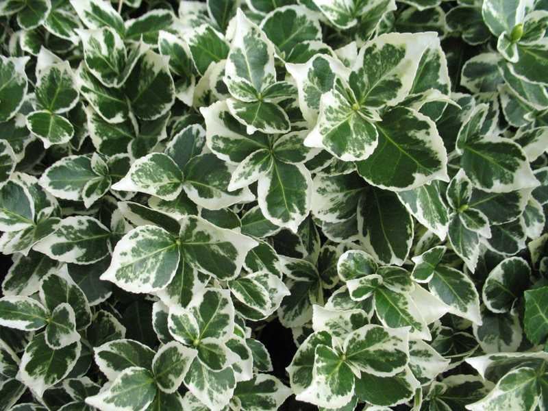 Picture of Euonymus fort. 'Emerald Gaiety'