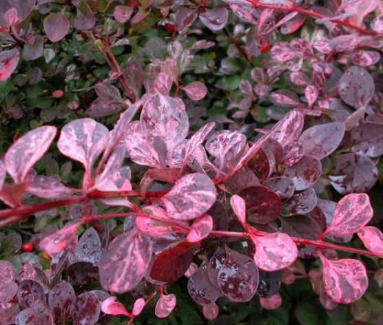 Picture of Berberis thunb. 'Pink Queen'