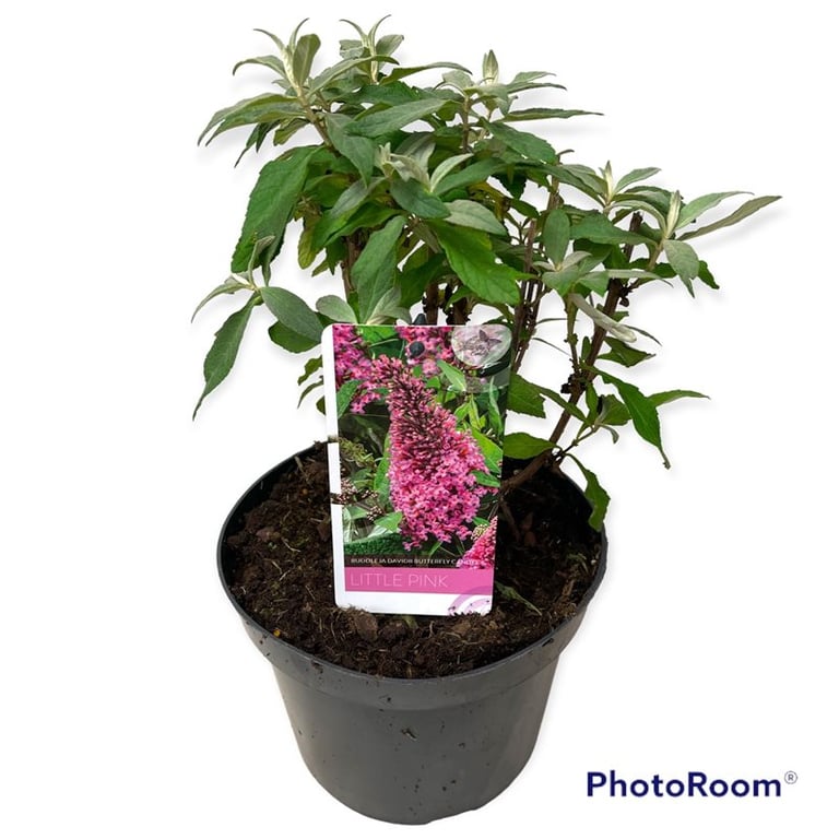 Picture of Buddleja d. B. Candy Little Pink