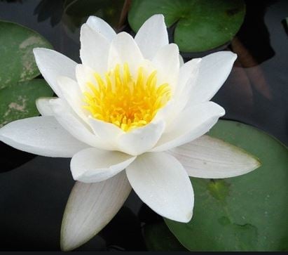 Picture of Nymphaea alba