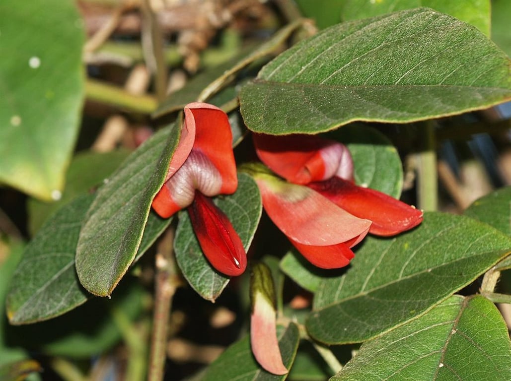 Picture of Kennedia rubicunda