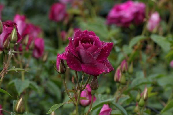 Picture of Rosa (F) Burgundy Ice