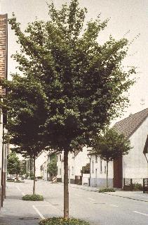 Picture of Acer campestre 'Elsrijk'