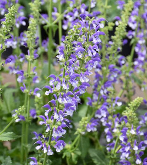 Picture of Salvia 'Azure Snow'