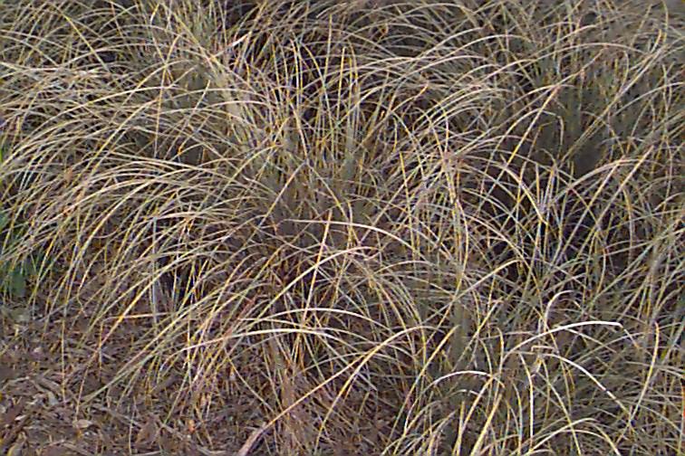Picture of Carex comans 'Bronze Form'