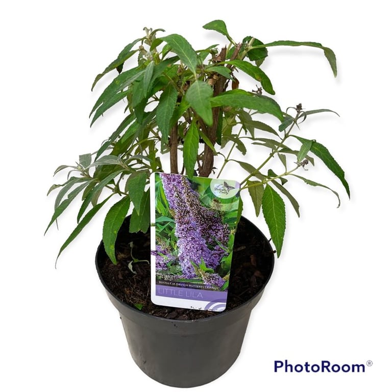 Picture of Buddleja d. B. Candy Little Lila