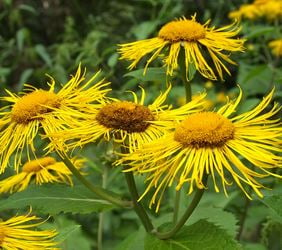 Picture of Inula helenium