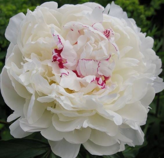 Picture of Paeonia (LD) 'Avalanche'